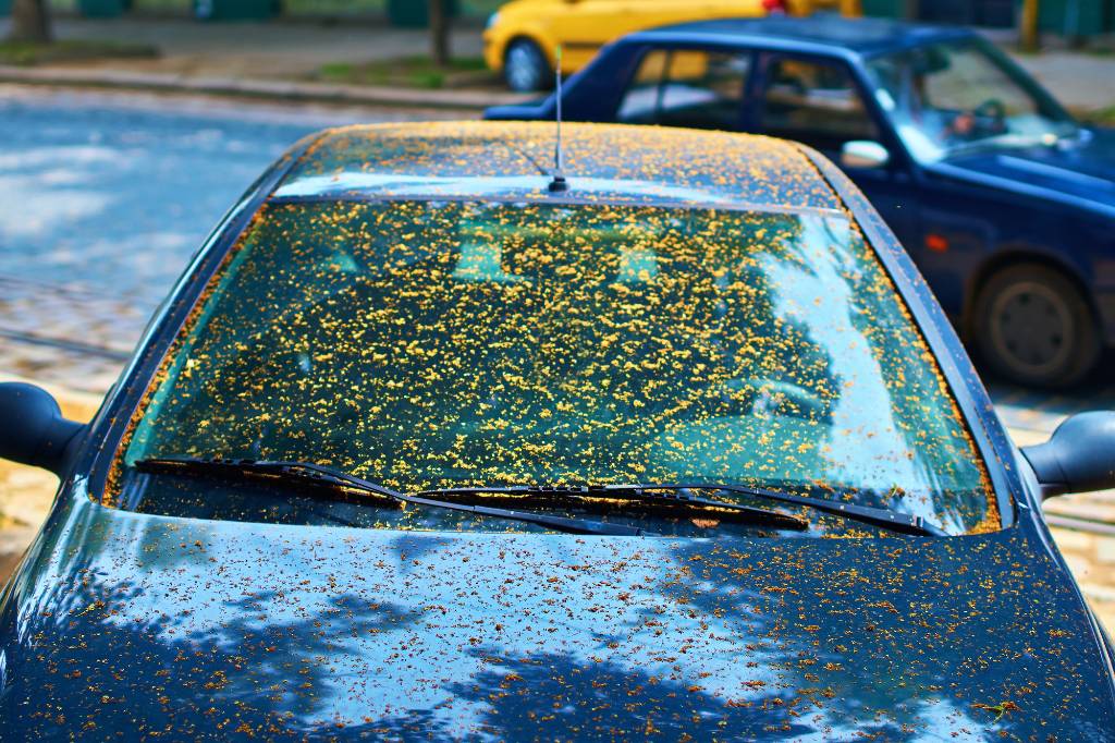 Any recommendations on removing tree sap? I parked my car under a tree for  2 days and ended up with this mess. : r/Detailing